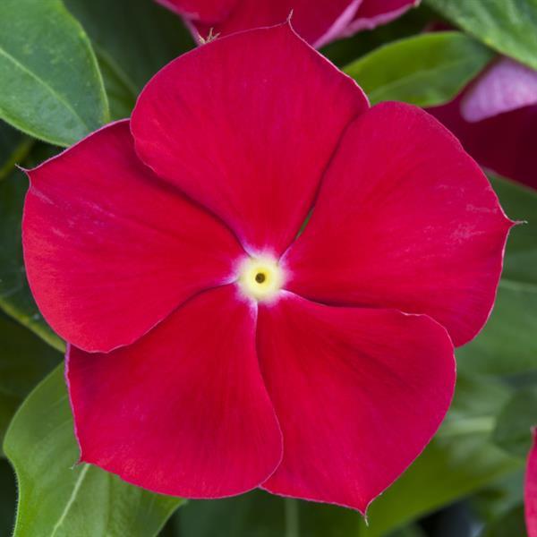 Catharanthus roseus 'Blockbuster Red with Eye ' ~ Blockbuster™ Red with Eye Vinca-ServeScape