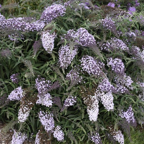 Buddleia davidii 'Lilac Cascade' ~ Lilac Cascade Butterfly Bush-ServeScape