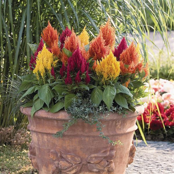 Celosia plumosa 'Fresh Look Mix' ~ Fresh Look Mix Cleosia-ServeScape