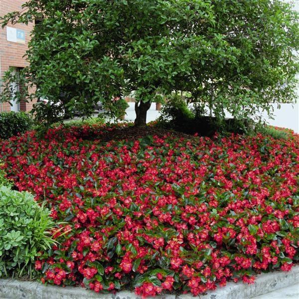 Begonia x benariensis 'Big Red With Green Leaf' ~ BIG™ Red With Green Leaf Begonia-ServeScape