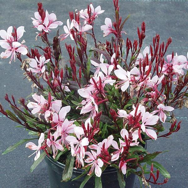 Gaura lindheimeri 'Florgaucompi' ~ Gaudi™ Pink Gaura-ServeScape