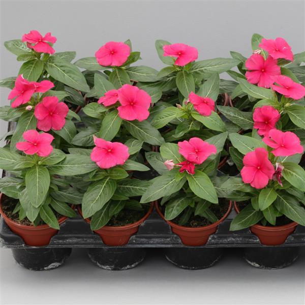 Catharanthus roseus 'Blockbuster Punch' ~ Blockbuster™ Punch Vinca-ServeScape
