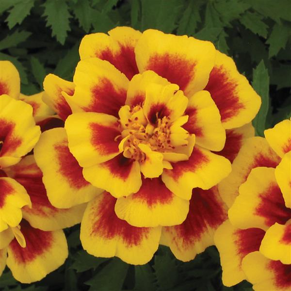 Tagetes patula 'Safari Yellow Fire' ~ Safari Yellow Fire French Marigold-ServeScape