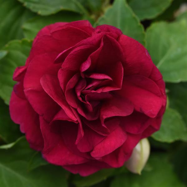 Impatiens walleriana 'Balglimbur' ~ Glimmer™ Burgundy Double Impatiens-ServeScape