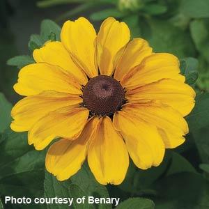 Rudbeckia hirta 'Toto Lemon' ~ Toto® Gold Black-Eyed Susan-ServeScape