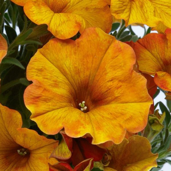 Petchoa 'SAKPXC032' ~ SuperCal® Sunset Orange Petchoa-ServeScape