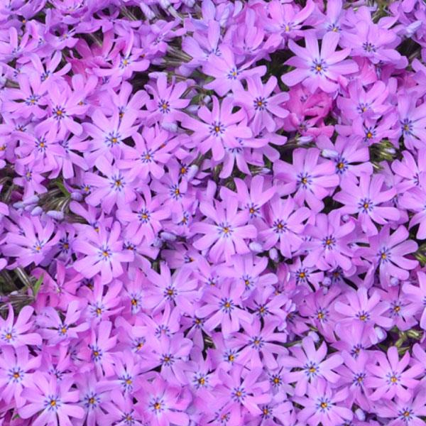 Phlox 'Bedazzled Pink' PP32063 ~ Bedazzled Pink Phlox-ServeScape