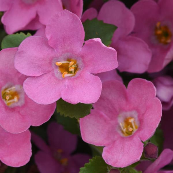 Sutera cordata 'Balmecopinim'~ MegaCopa™ Pink Bacopa-ServeScape