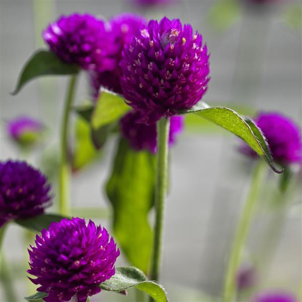 Gomphrena 'Ping Pong Purple' ~ Ping Pong Purple Globe Amaranth-ServeScape