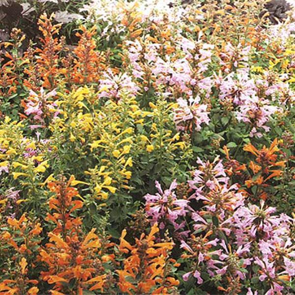 Agastache x hybrida 'Arizona Mix' ~ Arizona Mix Mint, Hyssop-ServeScape