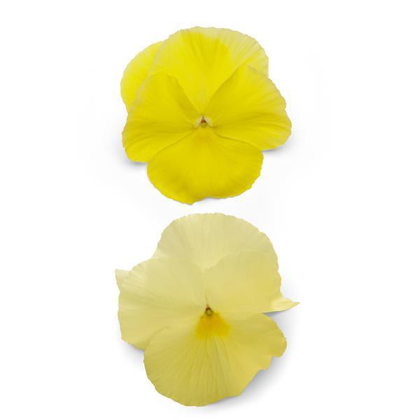 Viola x wittrockiana 'PAS912372' ~ Spring Matrix™ Lemon Pansy-ServeScape