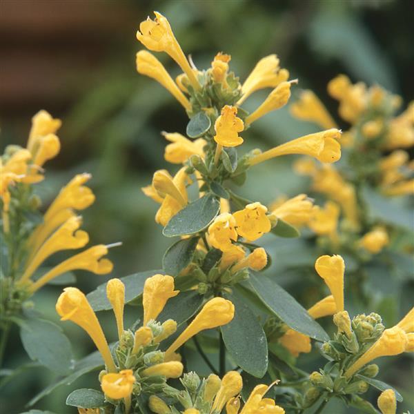 Agastache x hybrida 'Arizona Sun' ~ Arizona Sun Mint, Hyssop-ServeScape