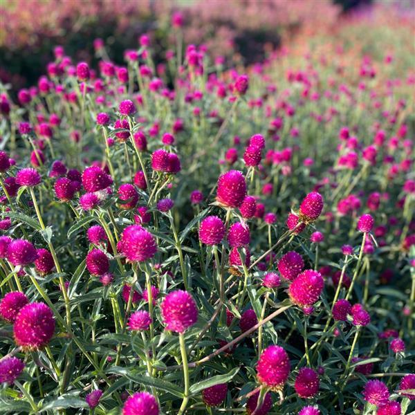Gomphrena haageana 'Qis Carmine' ~ QIS Carmine Globe Amaranth-ServeScape
