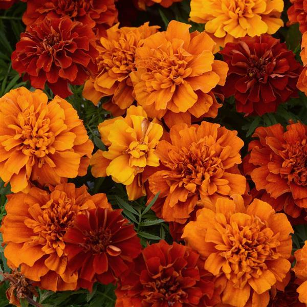 Tagetes patula 'Fireball' ~ Fireball French Marigold-ServeScape