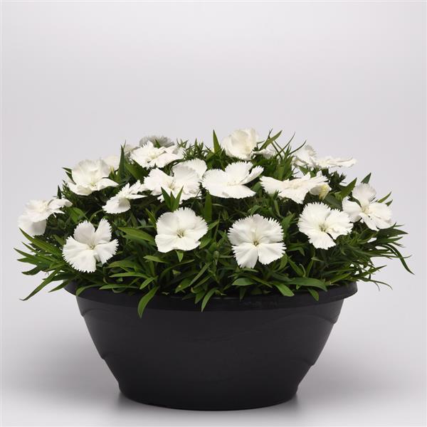 Dianthus 'PAS970060' ~ Coronet™ White Dianthus-ServeScape