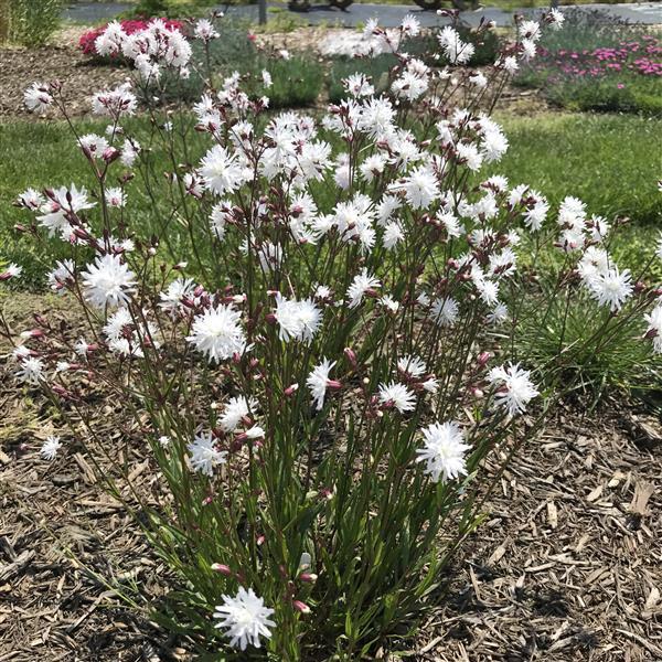 Lychnis flos-cuculi 'Petite Henri' ~ Petite Henri Catchfly-ServeScape