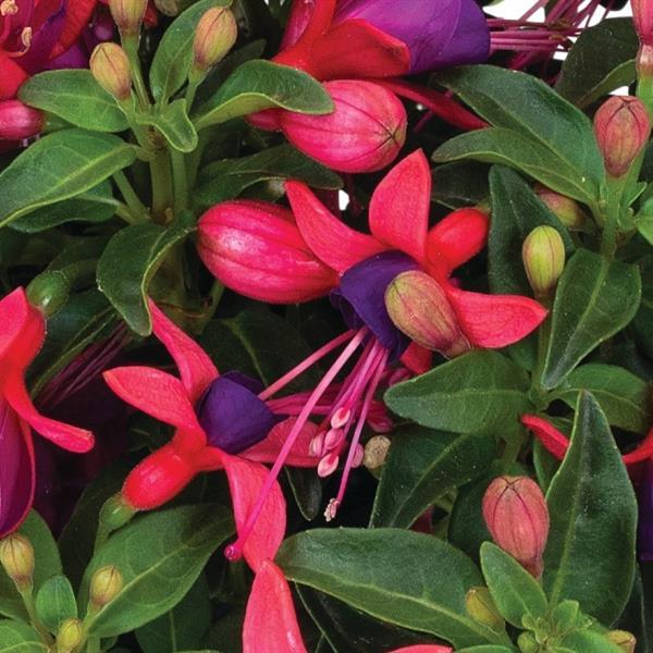 Fuchsia 'Upright Pirouette' ~ Monrovia® Ballerinas® Upright Pirouette Fuchsia-ServeScape