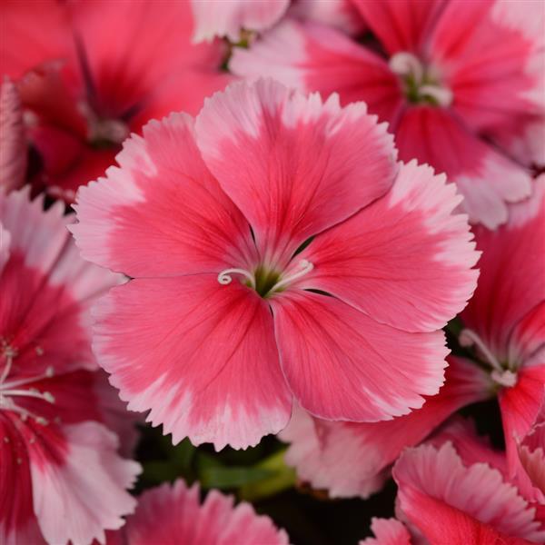 Dianthus 'PAS1067731' ~ Coronet™ Strawberry Dianthus-ServeScape