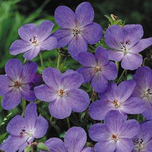 Geranium 'Johnson's Blue' ~ Johnson's Blue Cranesbill-ServeScape