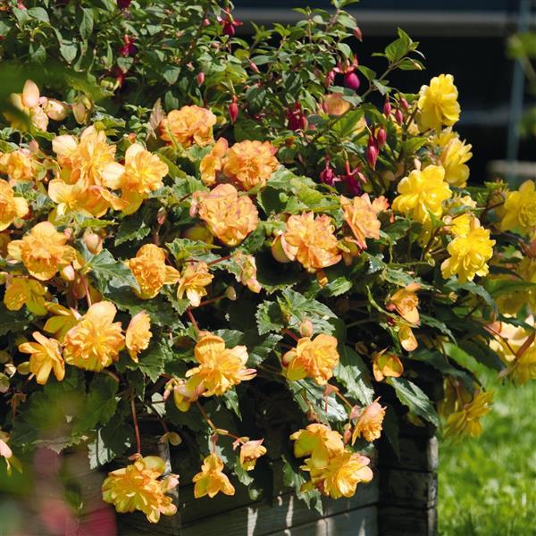 Begonia x tuberhybrida 'Illumination Apricot Shades' ~ Illumination® Apricot Shades Begonia-ServeScape