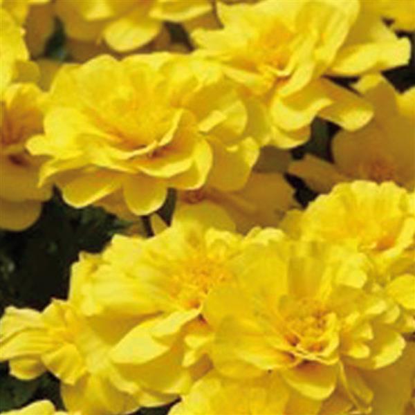 Tagetes patula 'Safari Yellow' ~ Safari Yellow French Marigold-ServeScape
