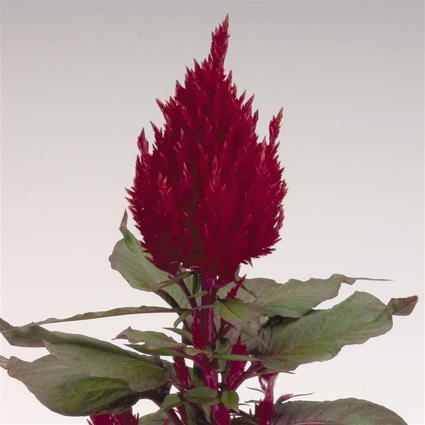 Celosia plumosa 'New Look' ~ New Look Cleosia-ServeScape