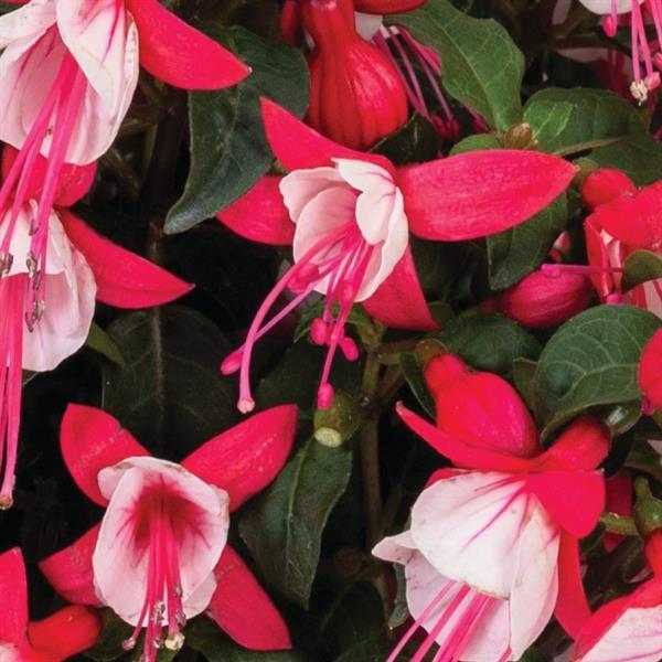 Fuchsia 'Upright Releve' ~ Monrovia® Ballerinas® Upright Releve Fuchsia-ServeScape