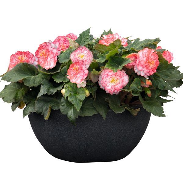 Begonia x tuberhybrida 'Nonstop Rose Picotee' ~ Nonstop® Rose Picotee Begonia-ServeScape