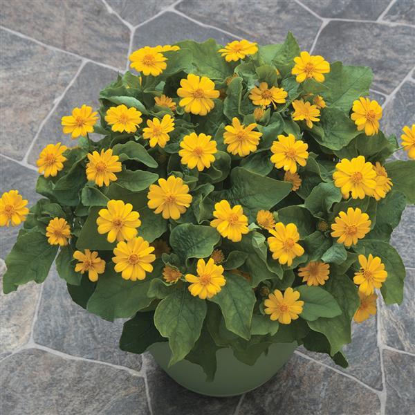 Melampodium paludosum 'Jackpot Gold' ~ Jackpot Gold Butter Daisy-ServeScape