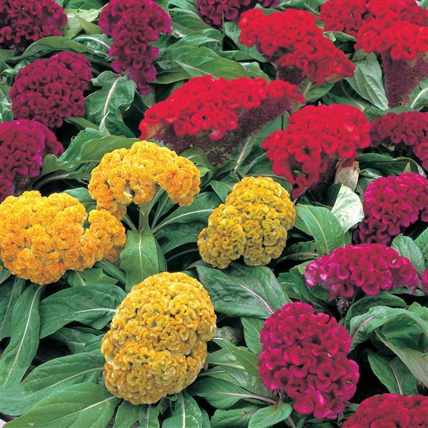 Celosia cristata 'Armor Mix' ~ Armor™ Mix Celosia-ServeScape