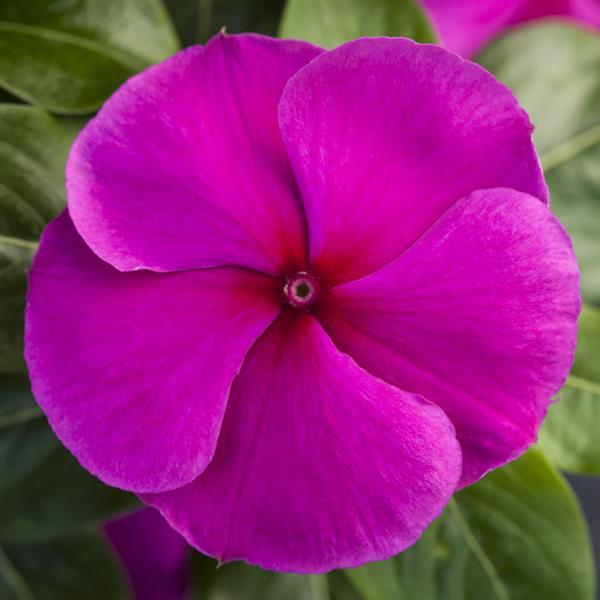 Catharanthus roseus 'Blockbuster Purple' ~ Blockbuster™ Purple Vinca-ServeScape