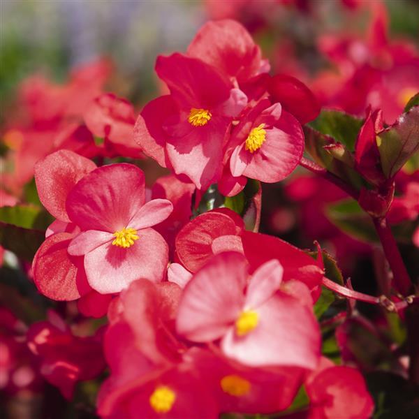 Begonia x benariensis 'Big Rose With Green Leaf' ~ BIG™ RoseWith Green Leaf Begonia-ServeScape