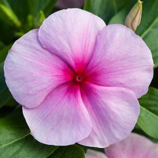 Catharanthus roseus 'Blockbuster Blush' ~ Blockbuster™ Blush Vinca-ServeScape