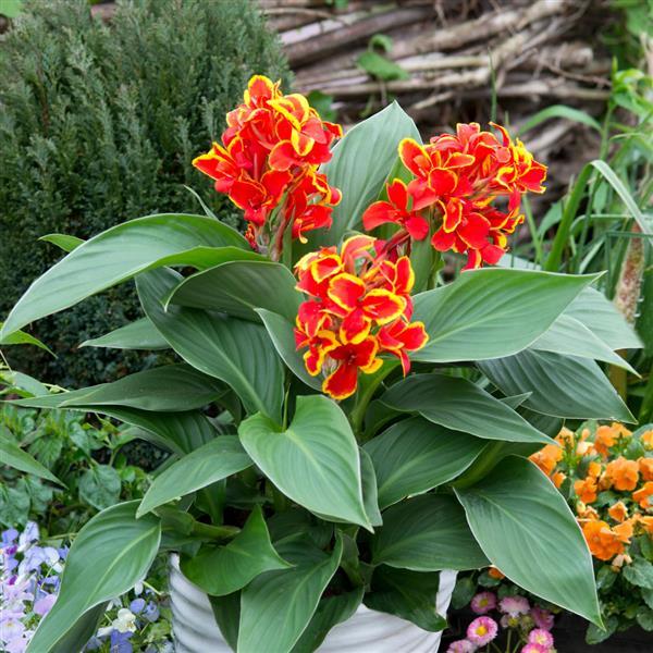 Canna x generalis 'Red Golden Flame' ~ Monrovia® CANNOVA® Red Golden Flame Canna Lily-ServeScape