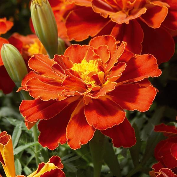Tagetes patula 'Safari Red' ~ Safari Red French Marigold-ServeScape