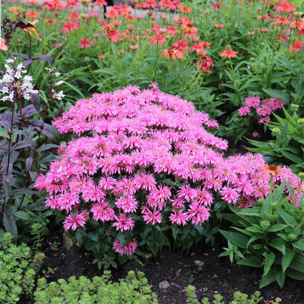 Monarda didyma 'Balbalmink' ~ Balmy™ Pink Bee Balm-ServeScape