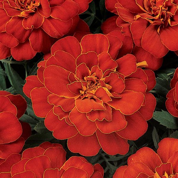 Tagetes patula 'PAS221545' ~ Durango® Red French Marigold-ServeScape