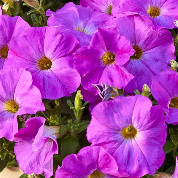 Petchoa 'SAKPXC037' ~ SuperCal® Premium Rose Pink Petchoa-ServeScape