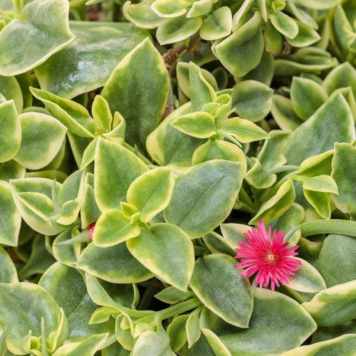 Aptenia cordifolia 'Mesbicla' ~ Mezoo™ Trailing Red Livingstone Daisy-ServeScape