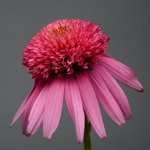 Echinacea hybrida 'Balscblum' ~ Double Scoop™ Bubble Gum Echinacea, Coneflower-ServeScape