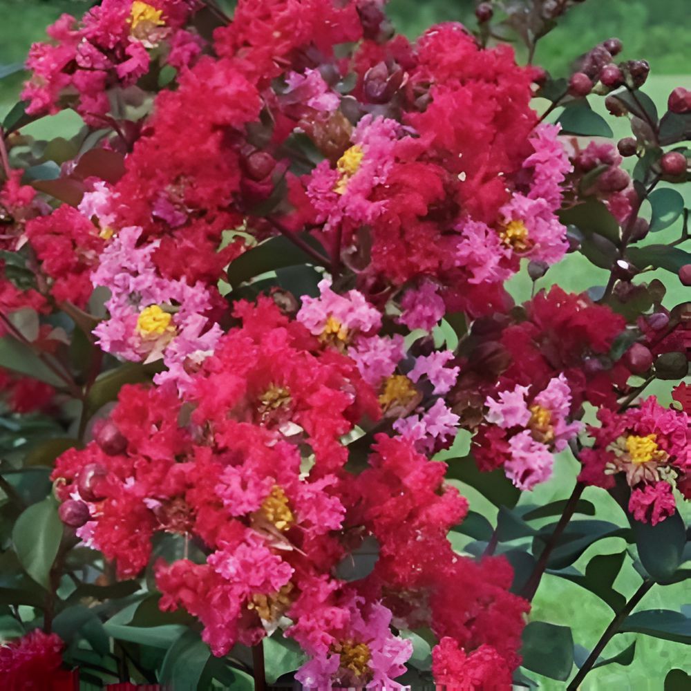 Lagerstroemia x 'GA 070' ~ Princess Zoey™ Crape Myrtle-ServeScape