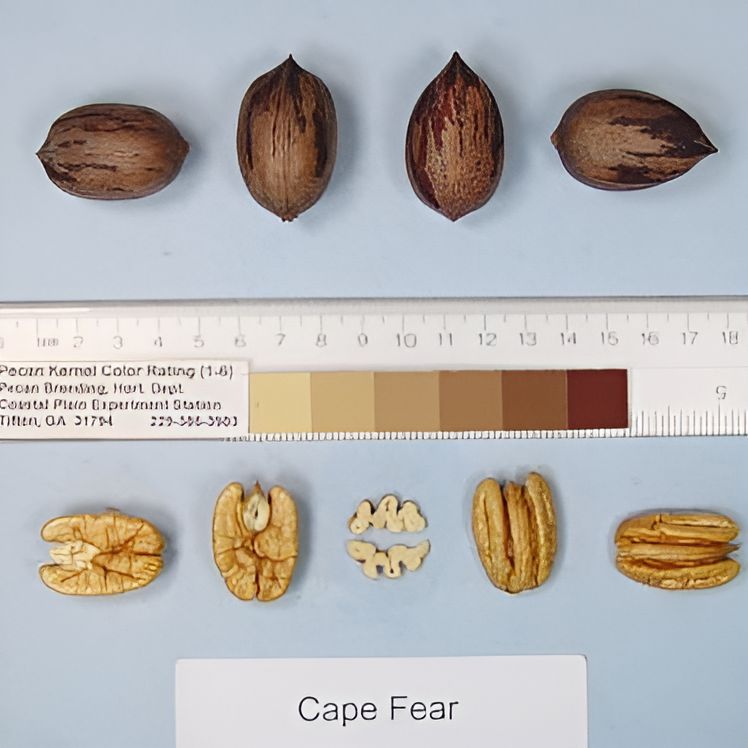 Carya illinoinensis 'Cape Fear' ~ Cape Fear Pecan-ServeScape