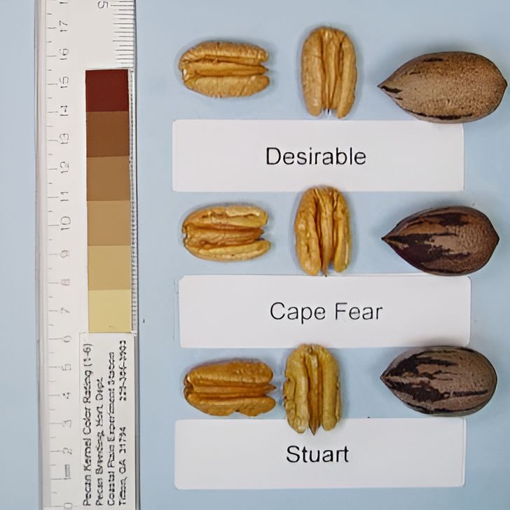 Carya illinoinensis 'Cape Fear' ~ Cape Fear Pecan-ServeScape