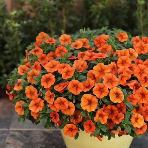Calibrachoa hybrid 'INCALDRSIM' ~ PW® Superbells® Dreamcicle® Calibrachoa-ServeScape