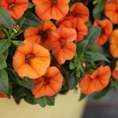 Calibrachoa hybrid 'INCALDRSIM' ~ PW® Superbells® Dreamcicle® Calibrachoa-ServeScape