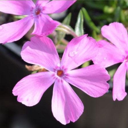 Phlox subulata 'Drummond's Pink' ~ Drummond's Pink Creeping Phlox-ServeScape