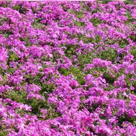 Phlox subulata 'Drummond's Pink' ~ Drummond's Pink Creeping Phlox-ServeScape