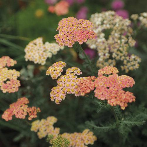 Achillea ’Firefly Peach Sky' ~ PW® Firefly Peach Sky Yarrow-ServeScape