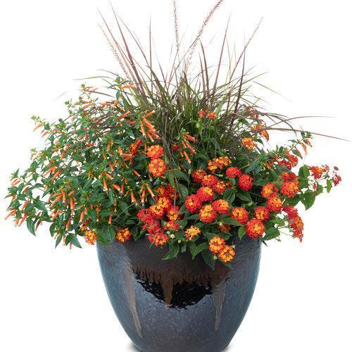 Lantana camara 'Balandusbi' ~ PW® Luscious® Citrus Blend™ Lantana-ServeScape