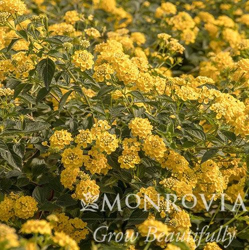 Lantana 'Chapel Hill Yellow' ~ Monrovia® Chapel Hill® Yellow Lantana-ServeScape